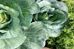Grow Oregano & Cabbage in Raised Garden Bed | 4×2 Guide