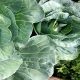 Grow Oregano & Cabbage in Raised Garden Bed | 4×2 Guide
