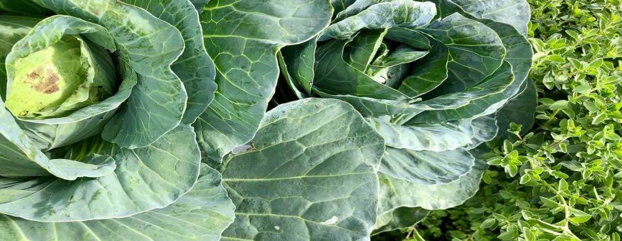 Grow Oregano & Cabbage in Raised Garden Bed | 4×2 Guide