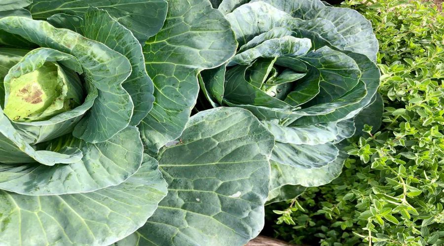 Grow Oregano & Cabbage in Raised Garden Bed | 4×2 Guide