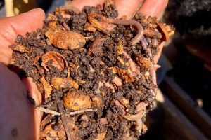 Earthworms Love To Squirm