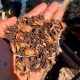 Earthworms Love To Squirm