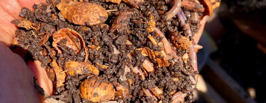 Earthworms Love To Squirm
