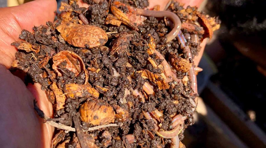 Earthworms Love To Squirm