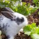Can a 4×2 Raised Garden Bed Keep Rabbits Out of Your Garden?