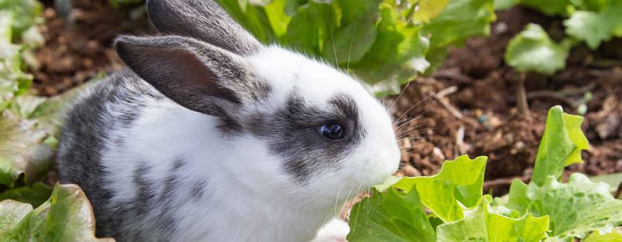 Keep rabbits out of your garden