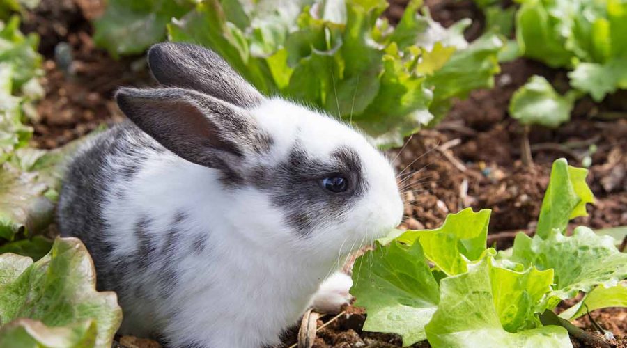 Keep rabbits out of your garden