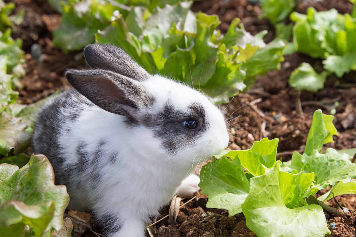 Keep rabbits out of your garden