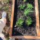Garden Philosophy Quotes