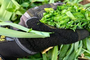 How to Grow Leek Heirlooms in a Raised Garden Bed A Guide to Fresh Flavor and Ancient Nutrition
