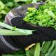 How to Grow Leek Heirlooms in a Raised Garden Bed A Guide to Fresh Flavor and Ancient Nutrition
