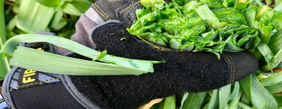 How to Grow Leek Heirlooms in a Raised Garden Bed A Guide to Fresh Flavor and Ancient Nutrition