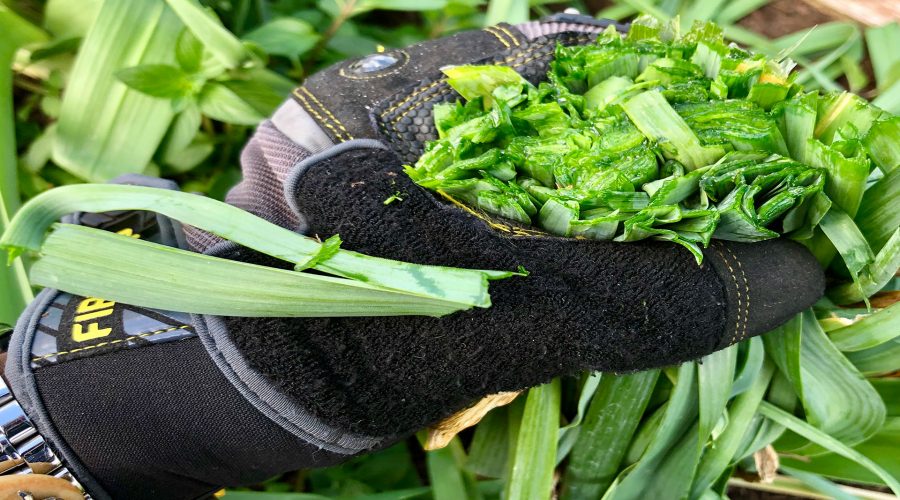 How to Grow Leek Heirlooms in a Raised Garden Bed A Guide to Fresh Flavor and Ancient Nutrition