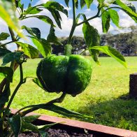 Bell-Pepper-Getting-Watered-(1) Bell-Pepper-Getting-Watered-(1)