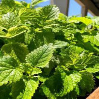 Lemon-Balm-(1) Lemon-Balm-(1)
