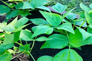 Return to the Garden Health Benefits and Philosophical Wisdom