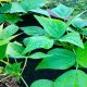 Return to the Garden Health Benefits and Philosophical Wisdom