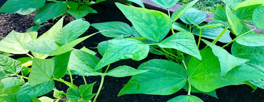 Return to the Garden Health Benefits and Philosophical Wisdom