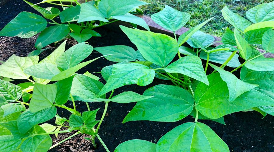 Return to the Garden Health Benefits and Philosophical Wisdom