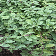 LCM_032_cedarsunbox_greek_oregano_1 LCM_032_cedarsunbox_greek_oregano_1