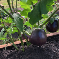 LCM_032_cedarsunbox_ichiban_eggplant_1 LCM_032_cedarsunbox_ichiban_eggplant_1