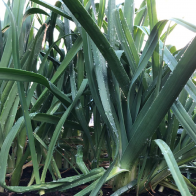 LCM_032_cedarsunbox_leek_heirlooms_1 LCM_032_cedarsunbox_leek_heirlooms_1